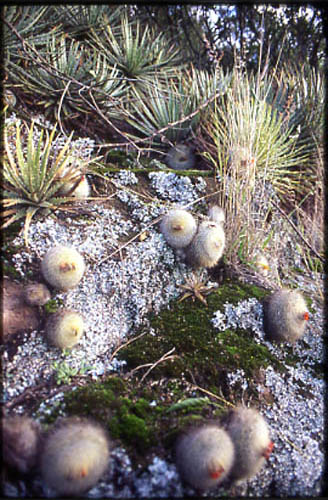 cr06006